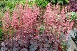 Heuchera 'Vesuvius' — photo 2
