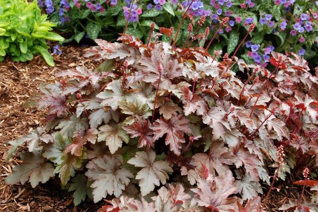Heucherella Burnished Bronze — photo 1