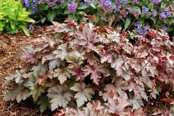 Heucherella Burnished Bronze — photo 1