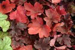 Heucherella Burnished Bronze — photo 2