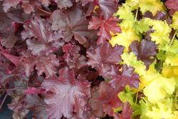 Heucherella Burnished Bronze — photo 3