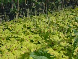 Heucherella Stoplight — photo 1