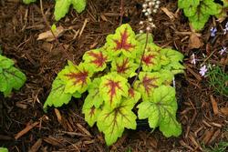 Heucherella Stoplight — photo 2