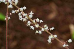 Heucherella Stoplight — photo 3