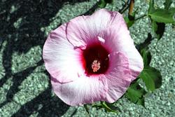 Hibiscus 'Lady Baltimore' — photo 1