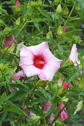 Hibiscus 'Lady Baltimore' — photo 2