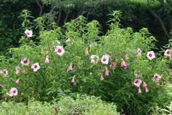 Hibiscus 'Lady Baltimore' — photo 3