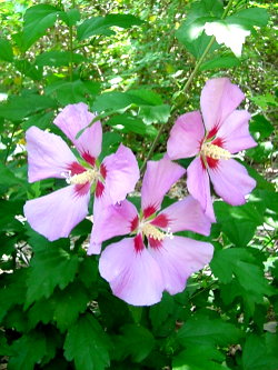 Hibiscus syriacus 'Red Heart' — photo 1