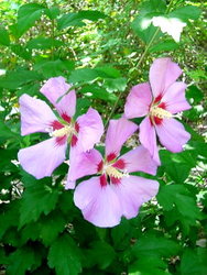 Hibiscus syriacus 'Red Heart' — photo 1