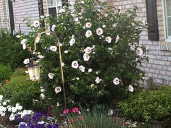 Hibiscus syriacus 'Red Heart' — photo 2
