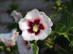 Hibiscus syriacus 'Red Heart' — photo 3