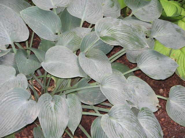 Hosta hybrid Halcyon — photo 1