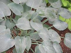 Hosta hybrid Halcyon — photo 1
