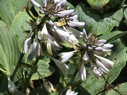 Hosta hybrid Halcyon — photo 3