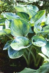 Hosta Love Pat — photo 1