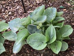 Hosta Love Pat — photo 2