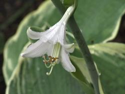 Hosta Love Pat — photo 3
