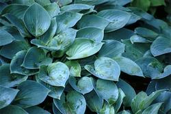 Hosta 'Blue Cadet' — photo 1