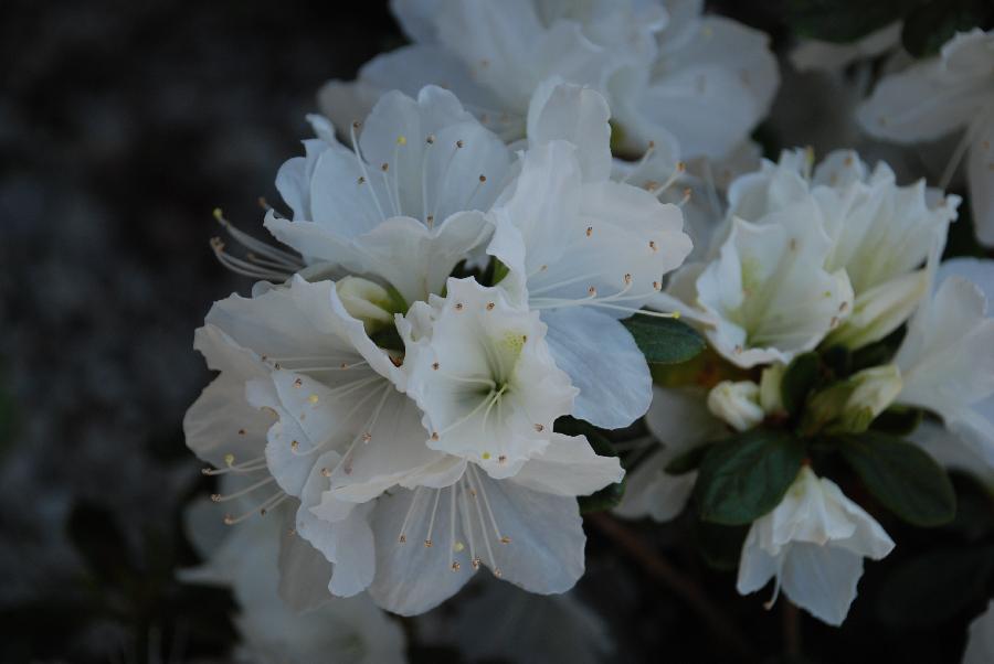 Azalea 'Delaware Valley' — photo 1