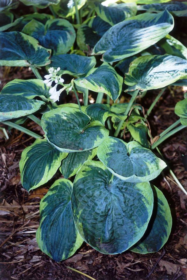 Hosta 'Frances Williams' — photo 1