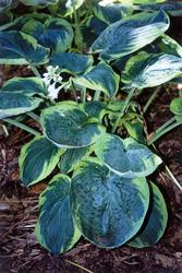 Hosta 'Frances Williams' — photo 1