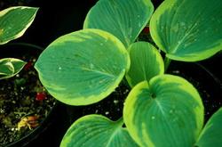 Hosta 'Frances Williams' — photo 2