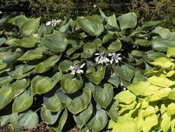 Hosta 'Halcyon' — photo 1