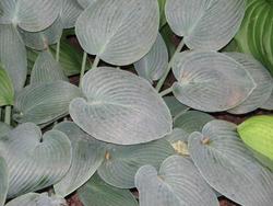 Hosta 'Halcyon' — photo 3