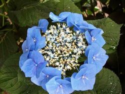 Hydrangea macrophylla 'Blaumeise'( TELLER BLUE, TELLER SERIES) — photo 3