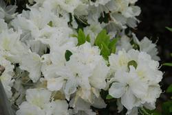 Azalea 'Delaware Valley' — photo 2