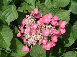 Hydrangea macrophylla 'Fasan'( TELLER RED, TELLER SERIES) — photo 1
