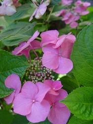 Hydrangea macrophylla 'Fasan'( TELLER RED, TELLER SERIES) — photo 2