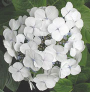 Hydrangea macrophylla 'Libelle'( TELLER WHITE, TELLER SERIES) — photo 1