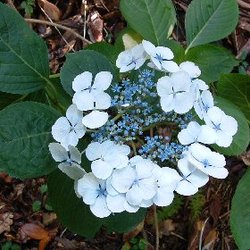 Hydrangea macrophylla 'Libelle'( TELLER WHITE, TELLER SERIES) — photo 2