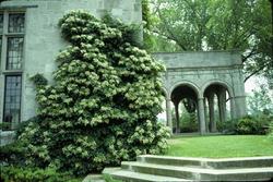 Hydrangea petiolaris — photo 1
