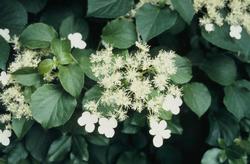Hydrangea petiolaris — photo 2