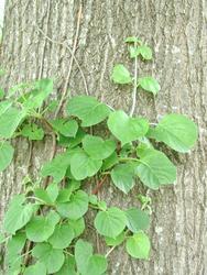 Hydrangea petiolaris — photo 3