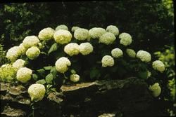 Hydrangea arborescens 'Annabelle' — photo 1