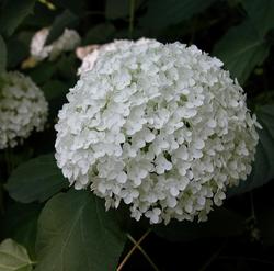Hydrangea arborescens 'Annabelle' — photo 2