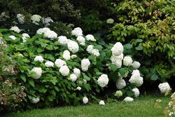 Hydrangea arborescens 'Annabelle' — photo 3