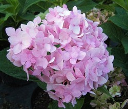 Hydrangea macrophylla 'Dooley' — photo 2