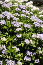 Hydrangea macrophylla 'Ayesha' — photo 1