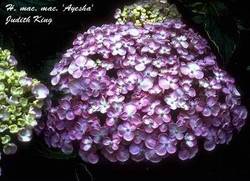 Hydrangea macrophylla 'Ayesha' — photo 2