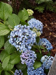 Hydrangea macrophylla 'Ayesha' — photo 3