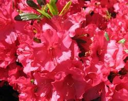 Azalea 'Girard's Rose' — photo 1