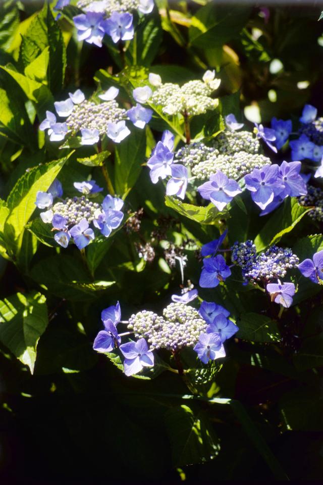 Hydrangea macrophylla 'Lilacina' — photo 1