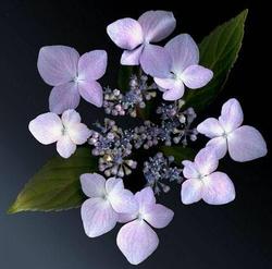 Hydrangea macrophylla 'Lilacina' — photo 2