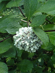 Hydrangea macrophylla 'Nigra' — photo 1
