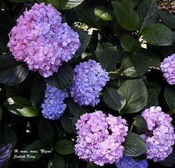 Hydrangea macrophylla 'Nigra' — photo 2