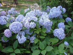 Hydrangea macrophylla 'Nikko Blue' — photo 1